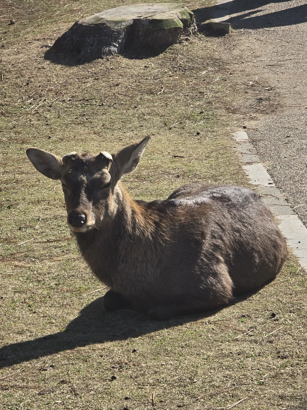 Les biches de Nara